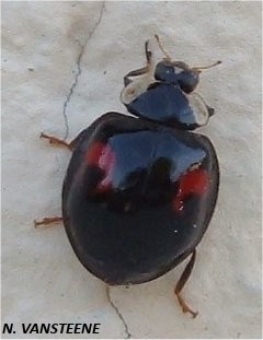 Harmonia axyridis